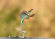 Alcedo atthis