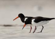 Haematopus ostralegus