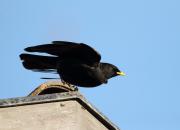 Pyrrhocorax graculus