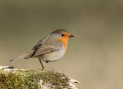 Erithacus rubecula