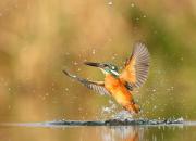 Alcedo atthis
