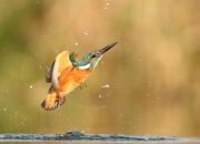 Alcedo atthis