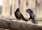 Pyrrhocorax graculus