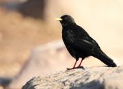 Pyrrhocorax graculus