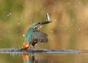 Alcedo atthis