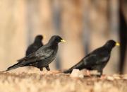 Pyrrhocorax graculus