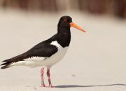 Haematopus ostralegus