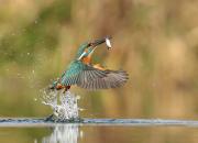 Alcedo atthis