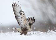 Buteo lagopus