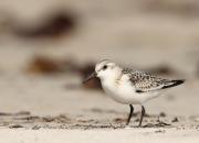 Calidris alba