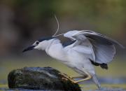 Nycticorax nycticorax