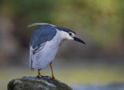 Nycticorax nycticorax