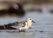 Calidris alba