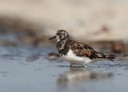 Arenaria interpres