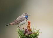 Luscinia svecica