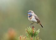 Luscinia svecica