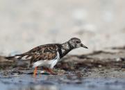 Arenaria interpres