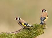 Carduelis carduelis