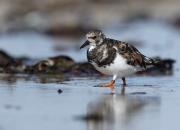 Arenaria interpres