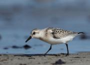 Calidris alba