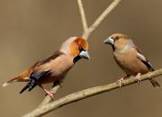 Coccothraustes coccothraustes