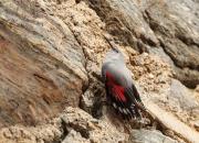 Tichodroma muraria