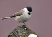 Poecile palustris