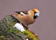 Coccothraustes coccothraustes