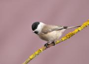 Poecile palustris