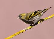 Carduelis spinus