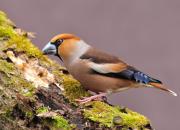 Coccothraustes coccothraustes