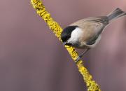 Poecile palustris