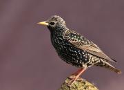 Sturnus vulgaris