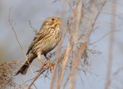 Emberiza calandra
