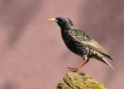 Sturnus vulgaris