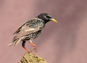 Sturnus vulgaris