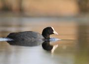 Fulica atra