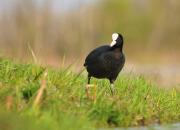 Fulica atra