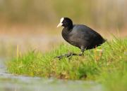 Fulica atra