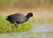 Fulica atra