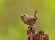Troglodytes troglodytes