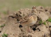 Alauda arvensis