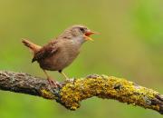 Troglodytes troglodytes