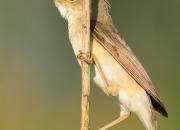Acrocephalus palustris