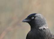 Corvus monedula