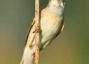 Acrocephalus palustris