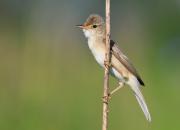 Acrocephalus palustris