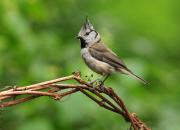 Lophophanes cristatus