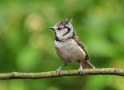 Lophophanes cristatus