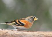 Fringilla montifringilla